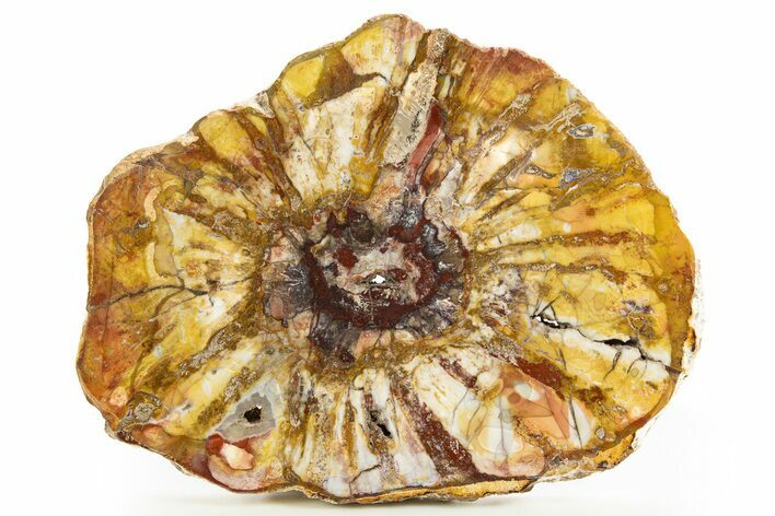 Colorful Petrified Wood Slab - Weird Grain Patterns #327313